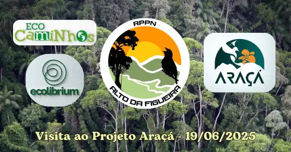 montagem artigo araça