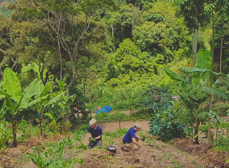 People working in a sustainable agroforestry garden surrounded by banana plants, fruit trees, crops, and native forest