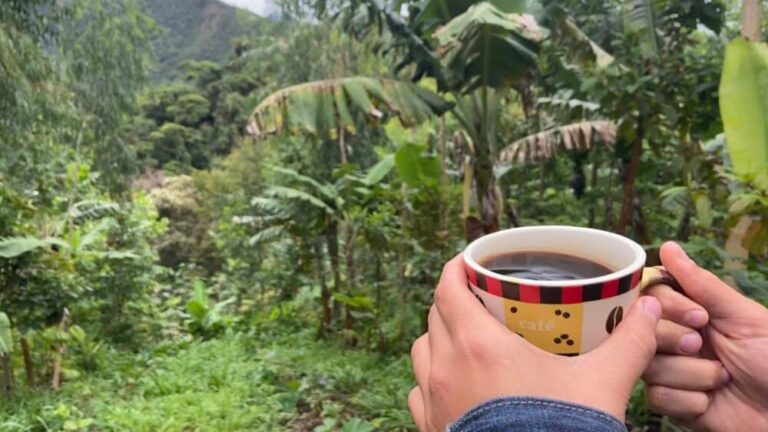 special coffee agroforestry brazil
