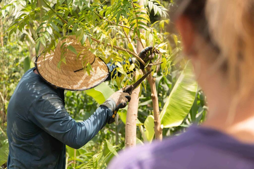 eucalyptus environment sustainability agroforestry
