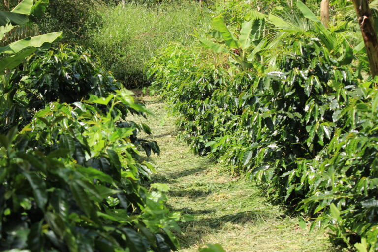 Agroforestry lines in Eco farmAgroforestry lines in Eco farm in Brazil