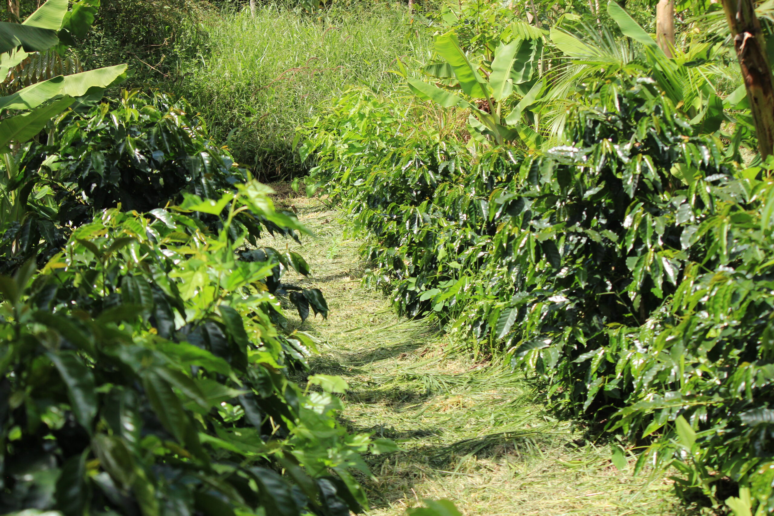 Agroforestry lines in Eco farmAgroforestry lines in Eco farm in Brazil