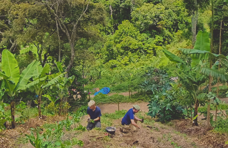 Fresh organic carrots harvested at a permaculture farm in Brazil.