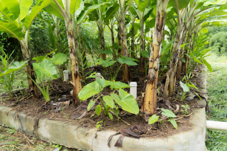Green bananas growing in a regenerative agroforestry system in Brazil that help treat wastewater