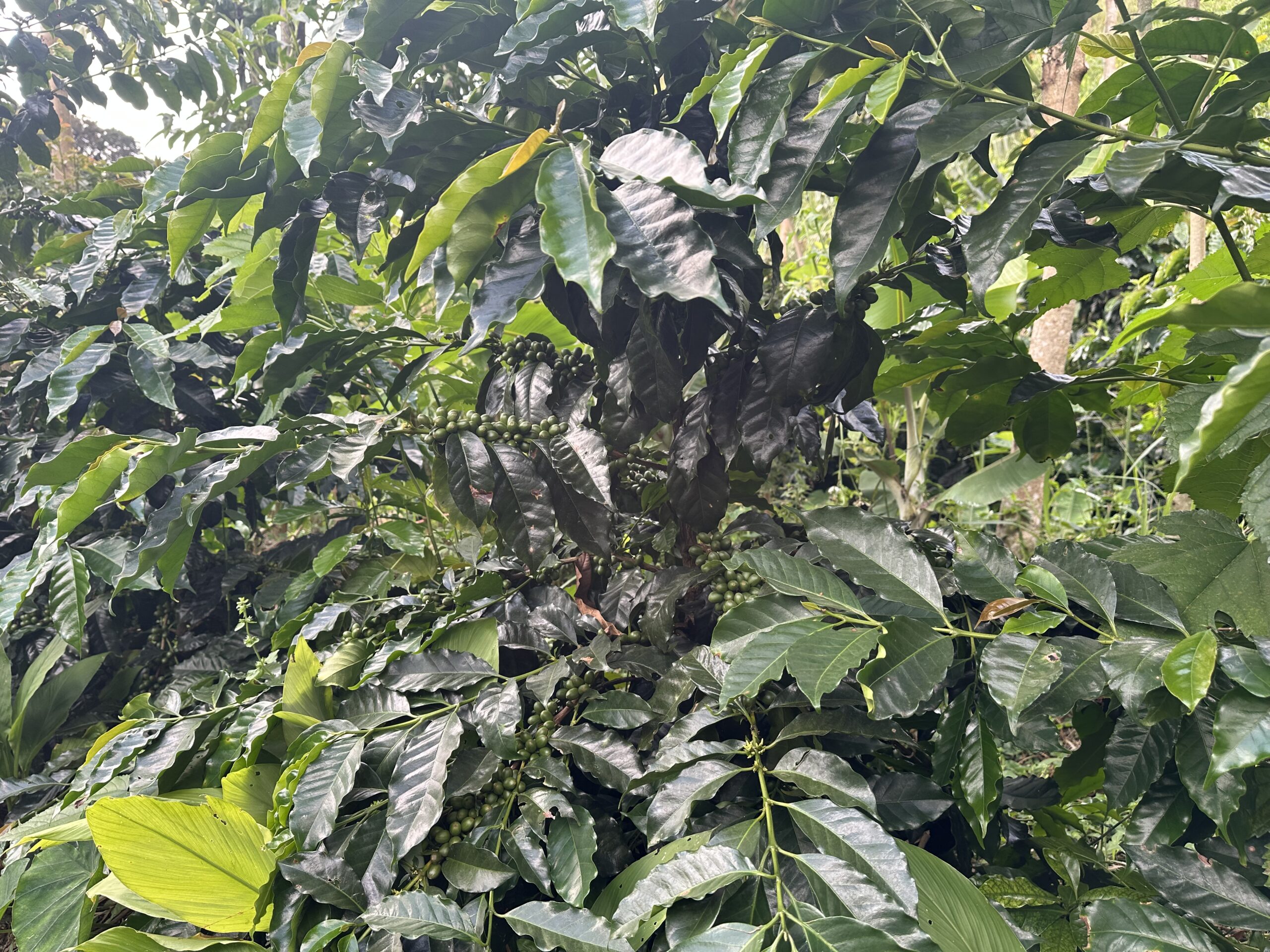 Coffee plant in Eco Farm in Brazil