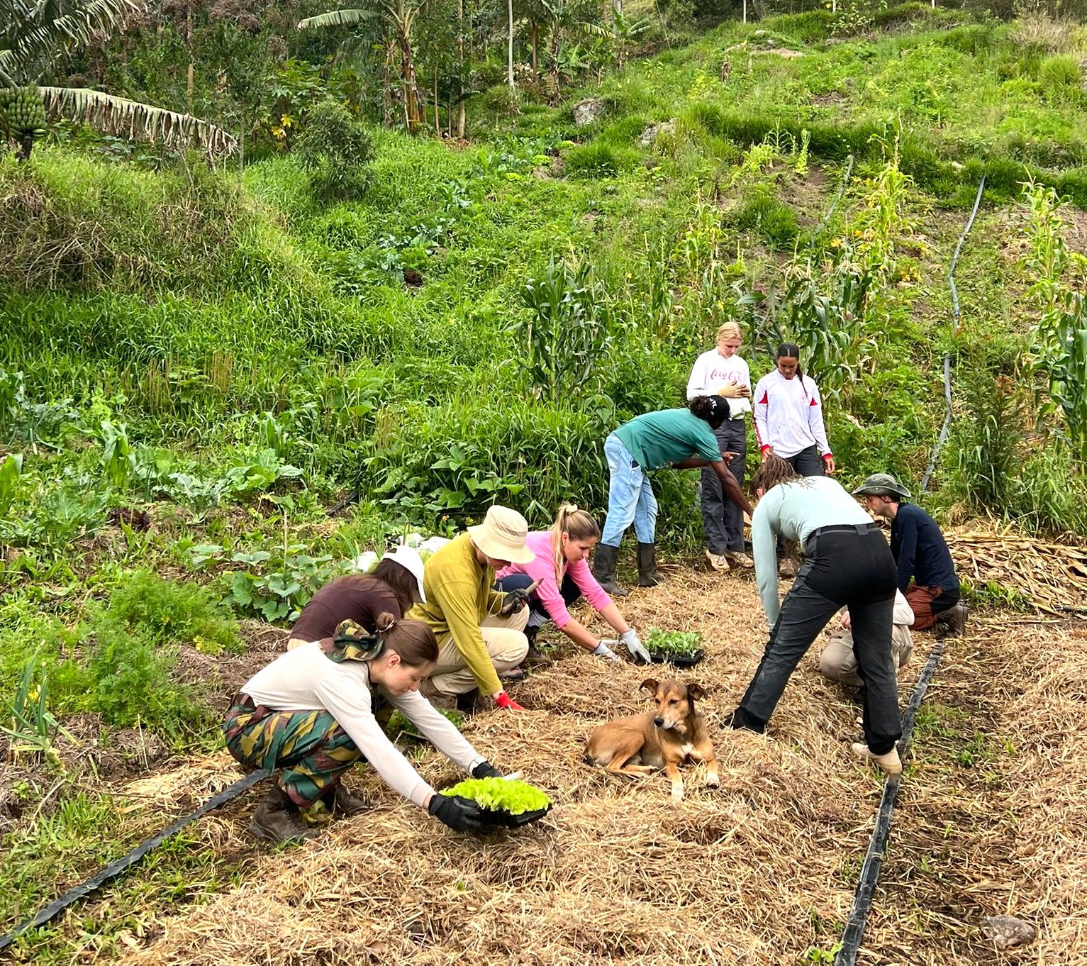 International volunteers planting native trees in an agroforestry system at a permaculture farm in Brazil.