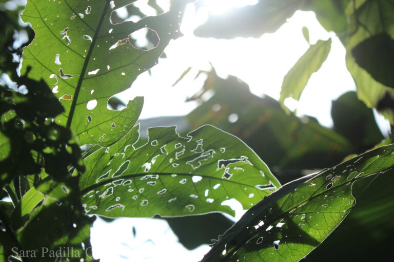 Sunlight shining through green leaves in the Atlantic Forest.