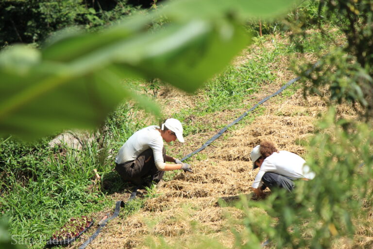 Women Volunteers in the Organic Garden