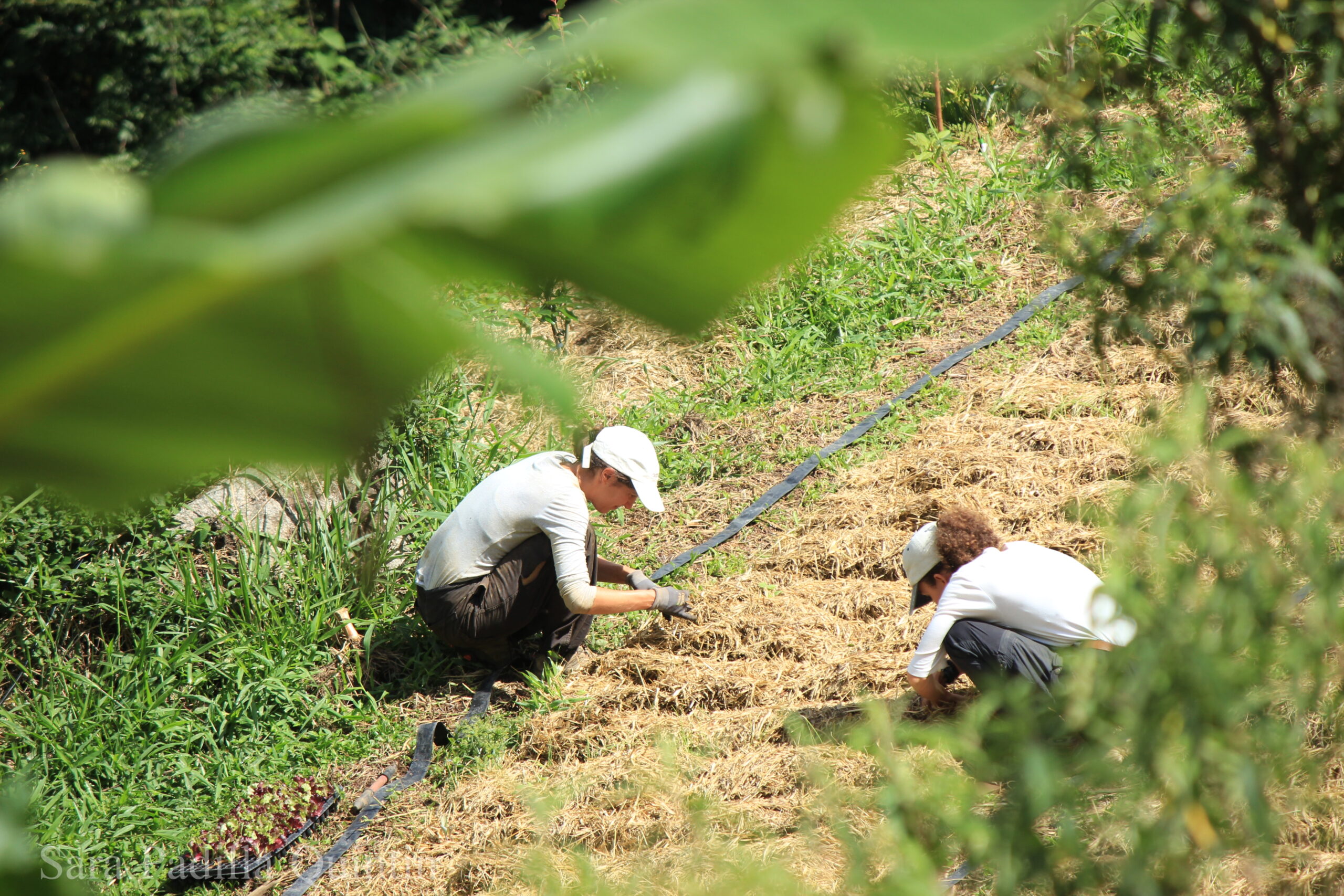 Women Volunteers in the Organic Garden