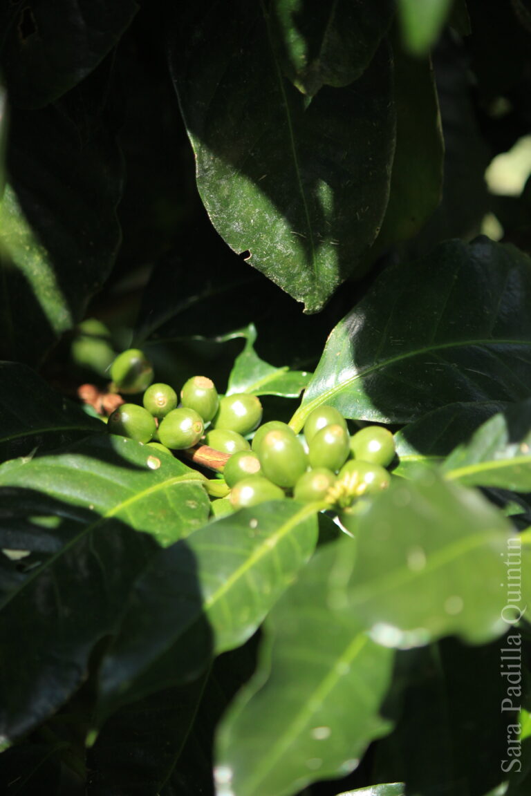 Coffee Plant at Eco Farm Brazil