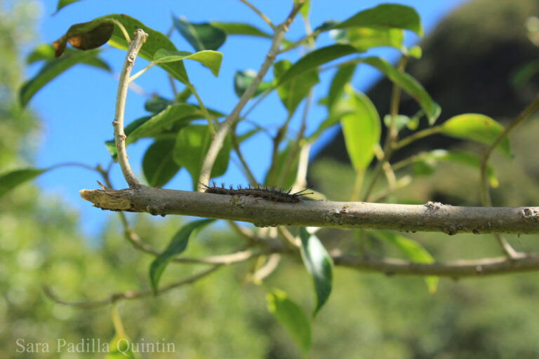Caterpillar on a Native Leaf