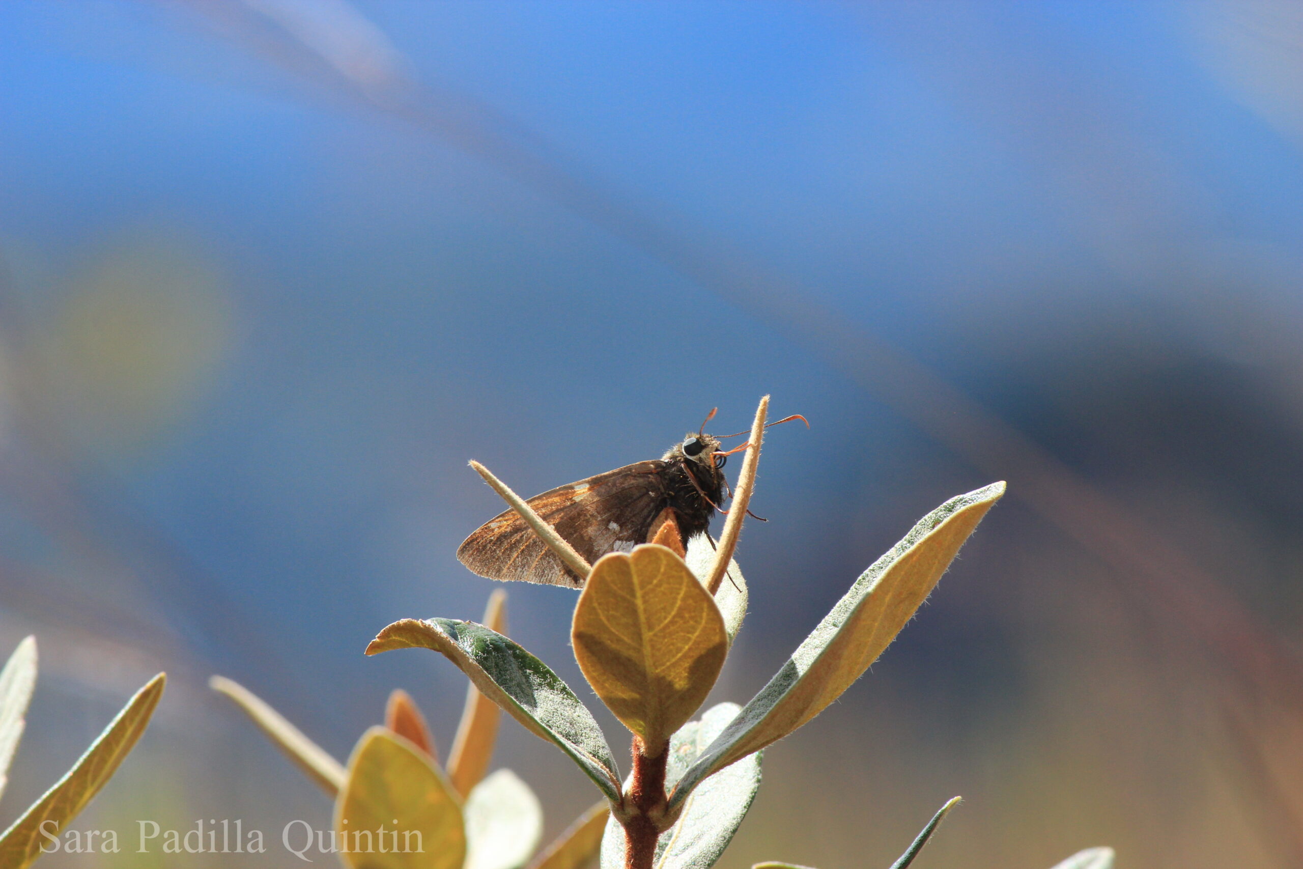 Butterfly in the Atlantic Forest