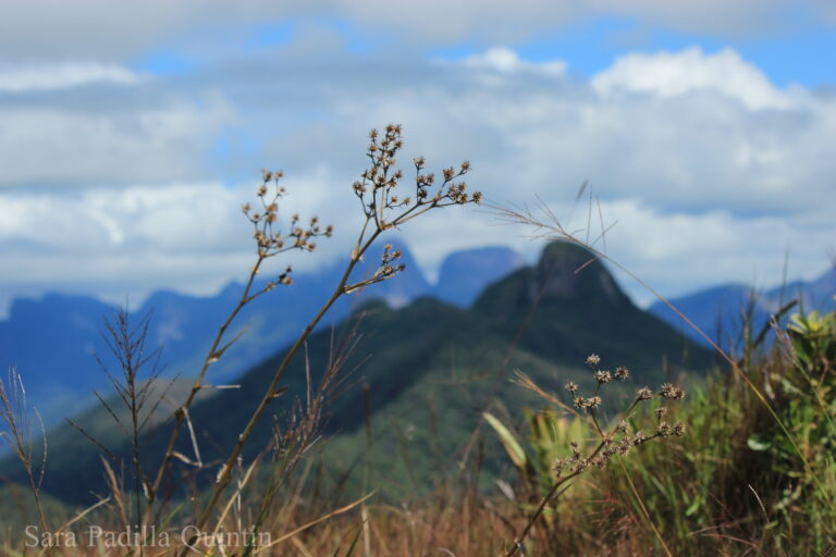Blue Mountains of Nova Friburgo