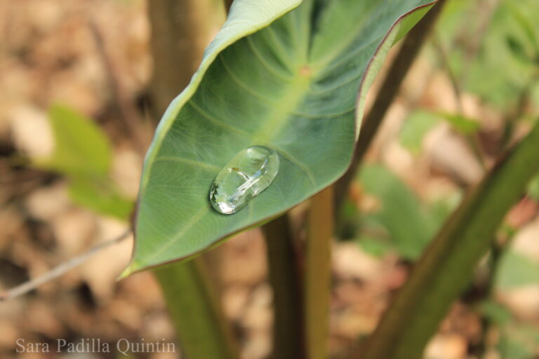 Dew Drop on a Green Leaf