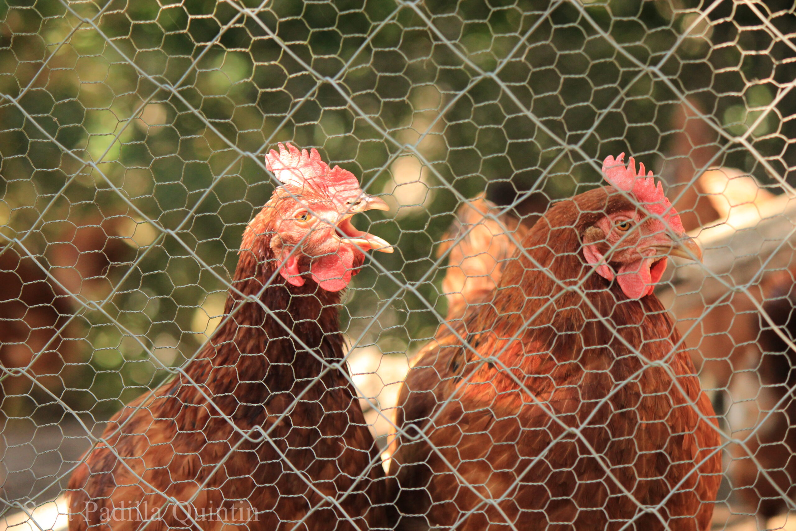 Free-Range Chickens at Permaculture Farm