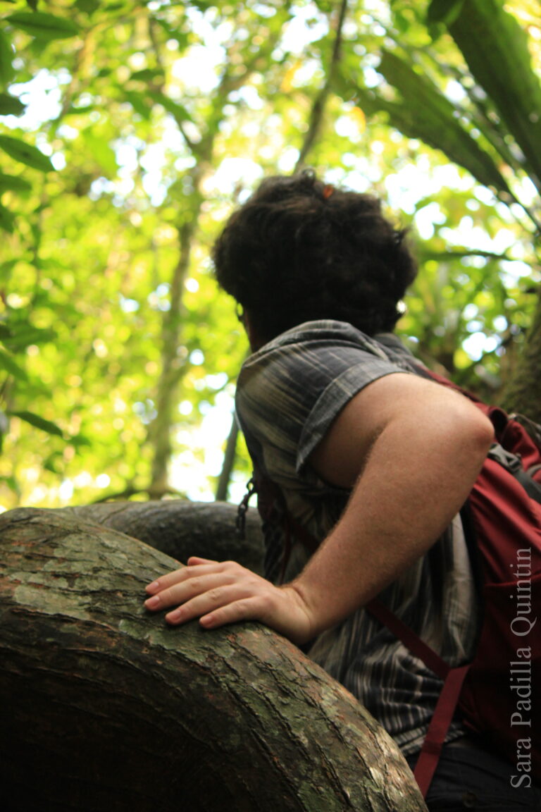 Tourist Visiting the Giant Jequitibá Tree
