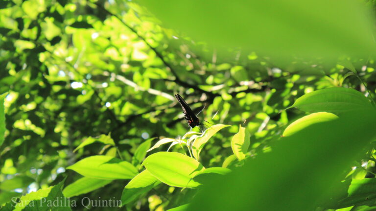 Agroforestry Volunteer Program Brazil