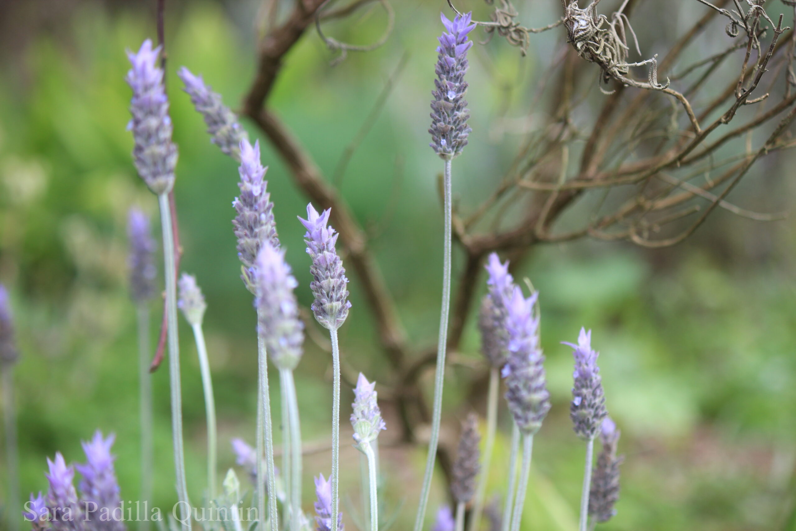 Lavender Grown at Eco Farm Brazil