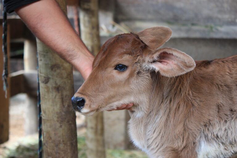 Young calf being gently cared for on a sustainable farm at Eco Caminhos.