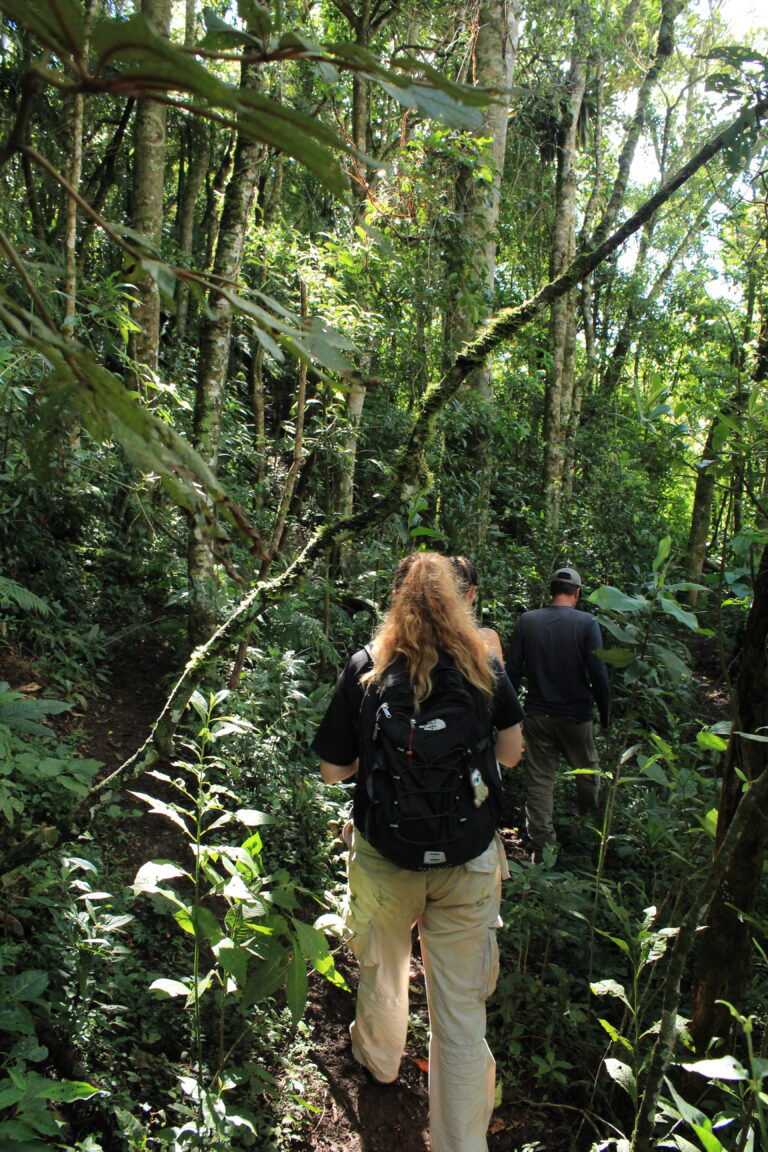 International Agroforestry Volunteers
