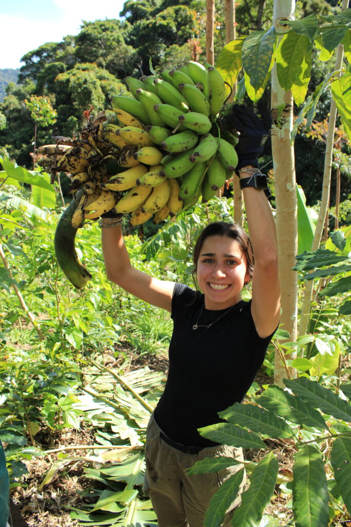 Volunteer harvesting bananas in an agroforestry system at a permaculture farm in Brazil.