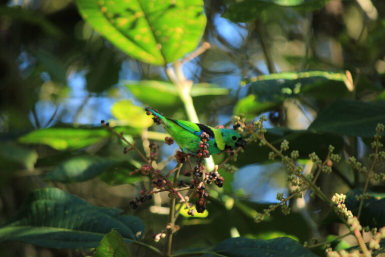 Native fruit growing in an agroforestry system at a permaculture farm in Brazil.