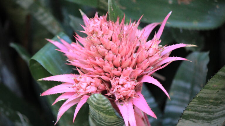 Pink bromeliad growing naturally in the Atlantic Forest ecosystem surrounding Eco Caminhos in Brazil.
