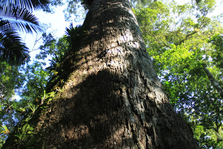 Jequitibá Rosa, one of Brazil's iconic native trees, growing in the Atlantic Forest near Eco Caminhos.