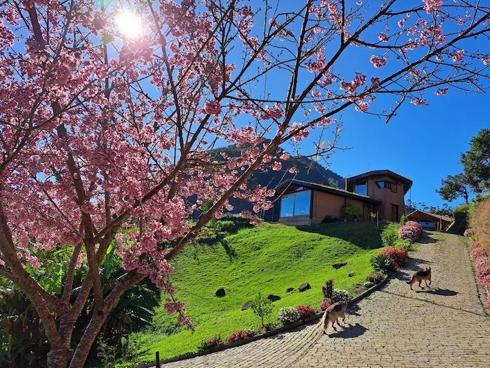 Pink flowers tree in Eco Farm