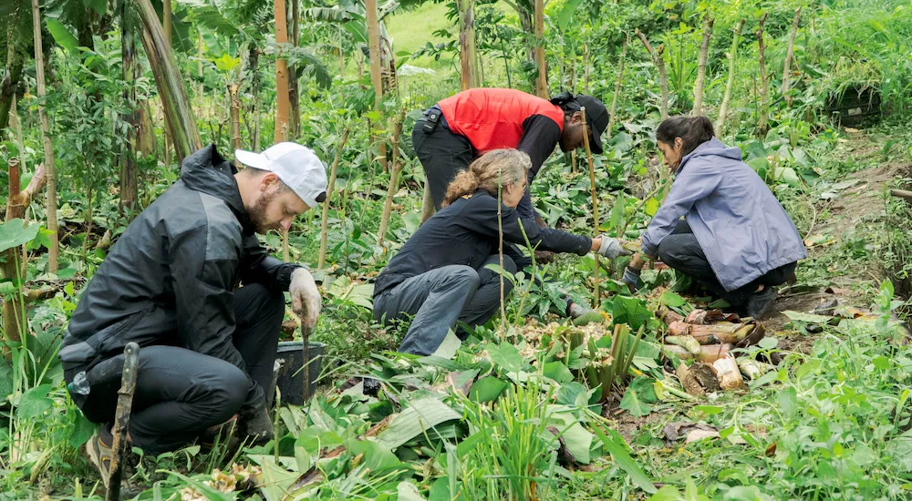 Volunteers working together in an agroforestry system at a permaculture farm in Brazil.