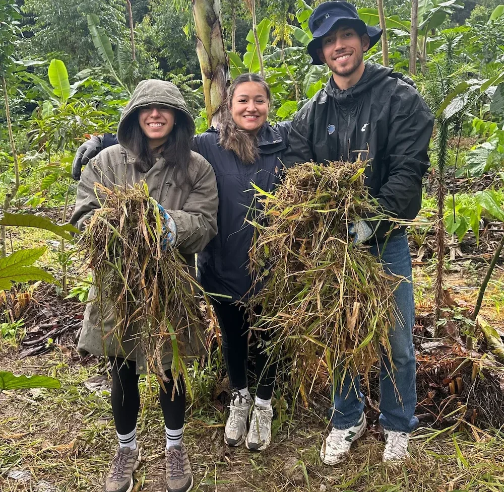 Three volunteers working together in an agroforestry system at a permaculture farm in Brazil.