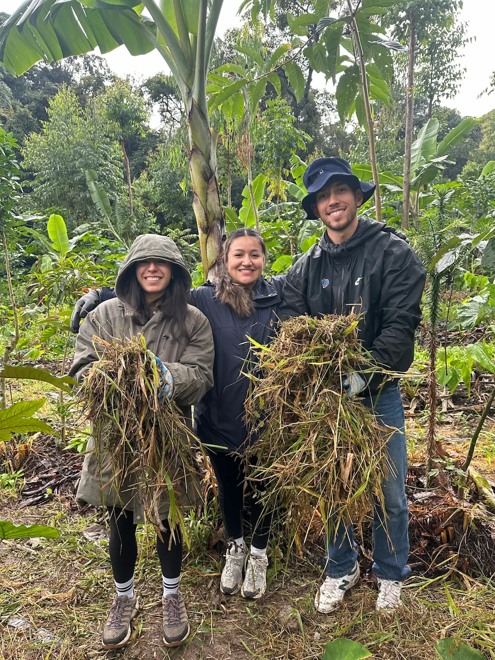 Three volunteers working together in an agroforestry system at a permaculture farm in Brazil.