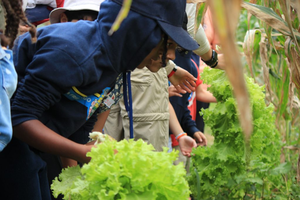 Children and young people learn about sustainability while caring for an agroforestry garden